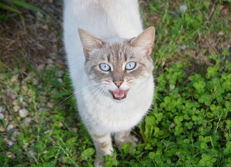 156